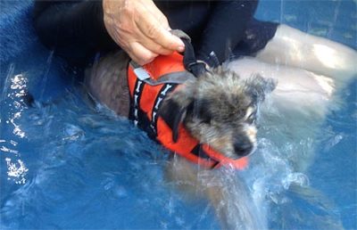 upland dog fitness underwater treadmill